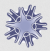 Echinobase gene regulation platform logo